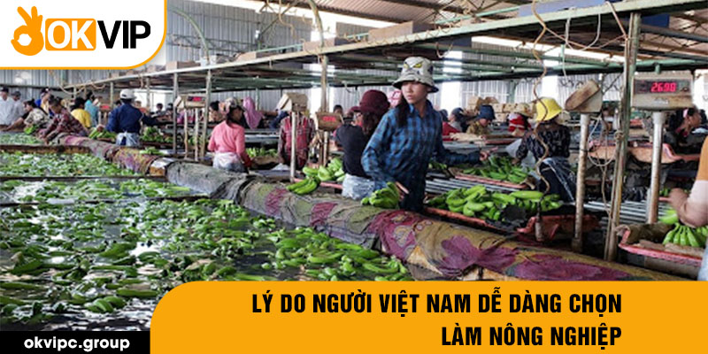 Lý do người Việt Nam dễ dàng chọn làm nông nghiệp